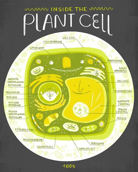 Inside The Plant Cell Anatomy Poster