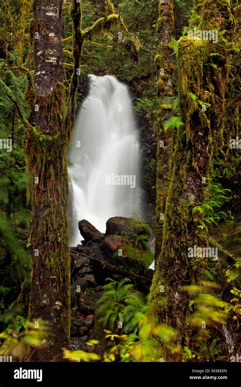 Wa13314 00washington Merriman Falls In The Quinault Rain Forest Of