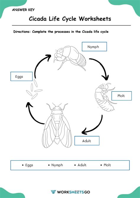 Cicada Life Cycle Worksheets Worksheetsgo