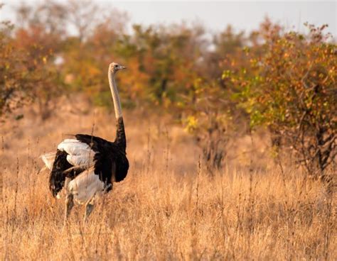 Top 25 Birds Of Africa National Geographic Society Newsroom