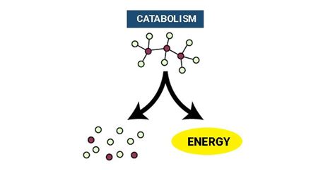 Catabolismstages Rection Annabolism Metabolism Chemistry Byjus