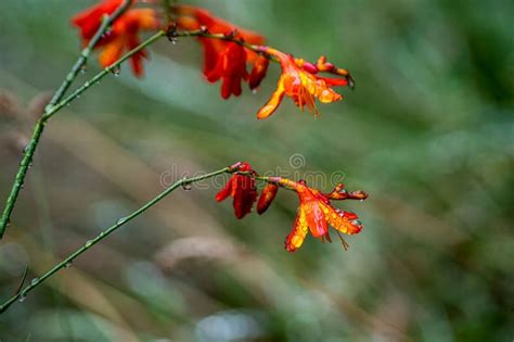 Vibrant Crocosmia Vulgaris Flowers With Droplets Of Rain Adorning Its