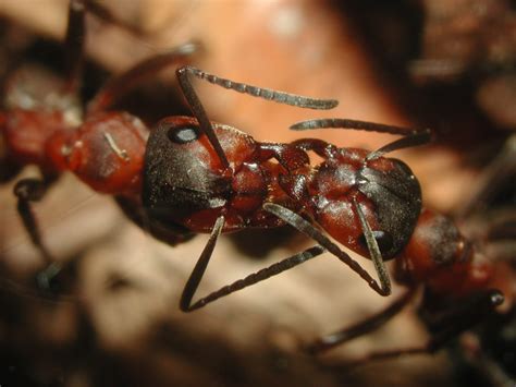 The Ants Of Central And North Europe Myrmecological News Blog