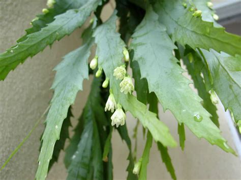 Lepismium houlletianum is an epiphytic cactus with long, flattened and notched. Lepismium houlletianum (Snowdrop Cactus) | World of Succulents