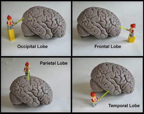 Neuroscience For Kids Lobes Of The Brain