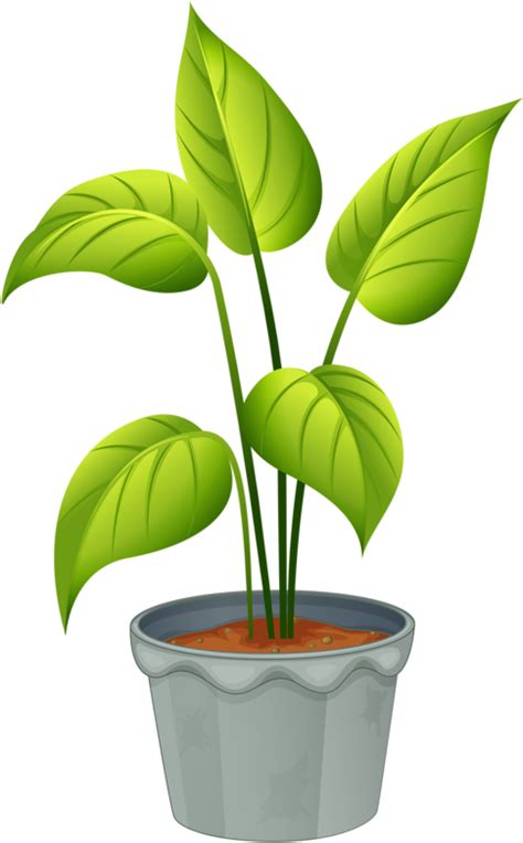 Green Home Plant Flowering Plants And Non Flowering Plants Clipart