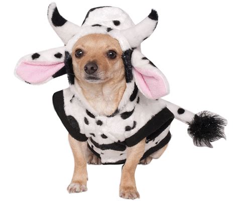 22 Super Cute Halloween Costumes For Chihuahuas Hey Djangles