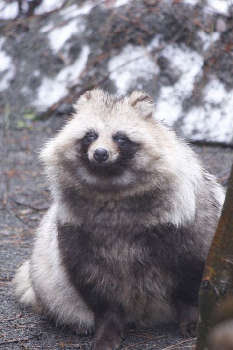 12 Best Japanese Raccoon Dogs Images In 2020 Japanese Raccoon Dog