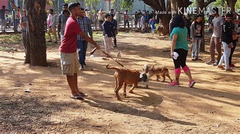 Dog Park Bangalore Youtube