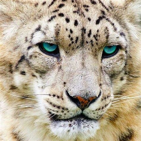Beautiful Snow Leopard Wallpaper Snow Leopard Leopard Pictures