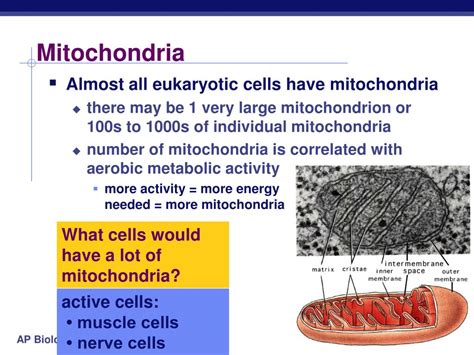 Mitochondria are tiny organelles inside cells that are involved in releasing energy from food. PPT - Chapter 4. The Cell: Mitochondria & Chloroplasts ...