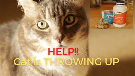 Any more folks out there having problems? Cat Throwing Up? 3 Fast Acting Home Remedies - Veterinary ...