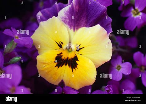 Viola X Wittrockiana Cultivar Pansy Yellow Stock Photo Alamy