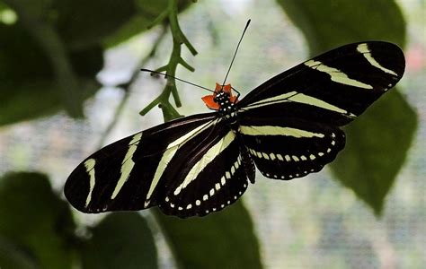 Birdwalkermonday 19 3 2017 Miami Florida Zebra Longwing Butterfly