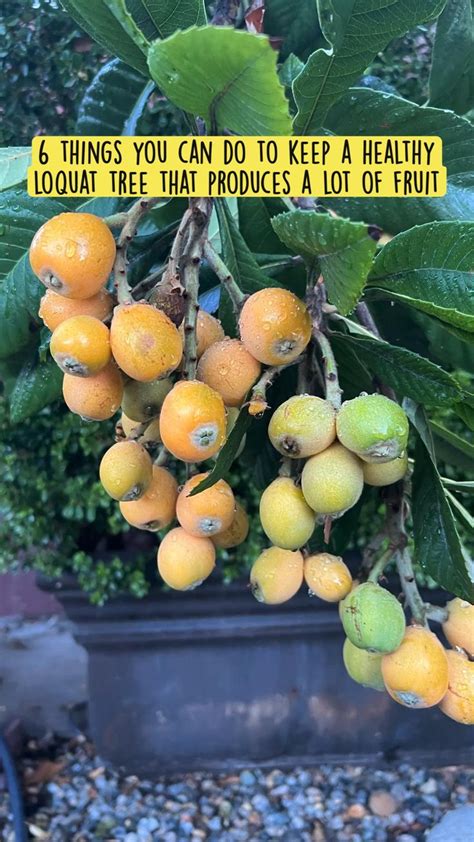 6 Things You Can Do To Keep A Healthy Loquat Tree That Produces A Lot
