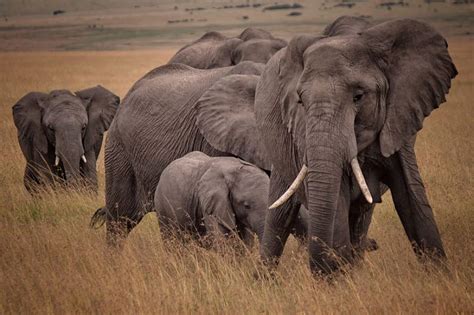 The african bush elephant (loxodonta africana), also known as the african savanna elephant, is the largest living terrestrial animal, with bulls reaching a shoulder height of up to 3.96 m (13.0 ft) and a body mass of up to 10.4 t (11.5 short tons). African Bush Elephant - Facts, Diet, Habitat & Pictures on ...