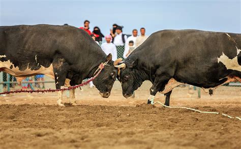 Bull Fighting In Fujairah Photograph By Alexey Stiop Pixels