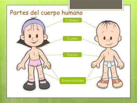 La Partes Del Cuerpo Humano Mayo 2015