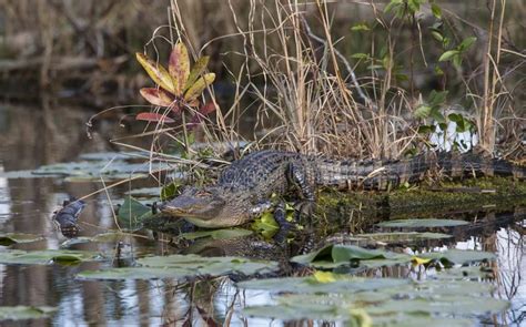 Alligator In Natural Habitat Okefenokee Swamp Stock Photo Image Of