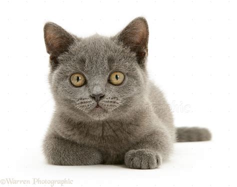 British Shorthair Blue Kitten Photo Wp14577