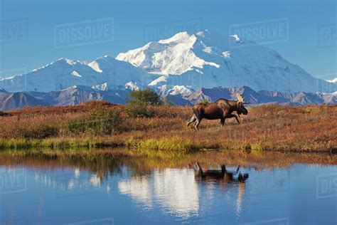 Bull Moose Reflection In A Small Kettle Pond With The Summit Of Mt