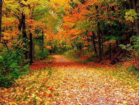 Autumn Lane Fall Leaves Park Trees Autumn Hd Wallpaper Peakpx