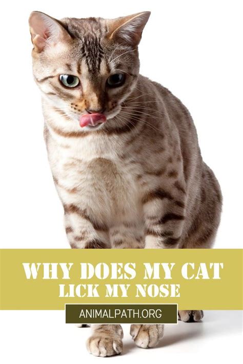 It's part of your cat's personality — i only had 2 that did that. Why Does My Cat Lick My Nose in 2020 | Cats, Kitten ...