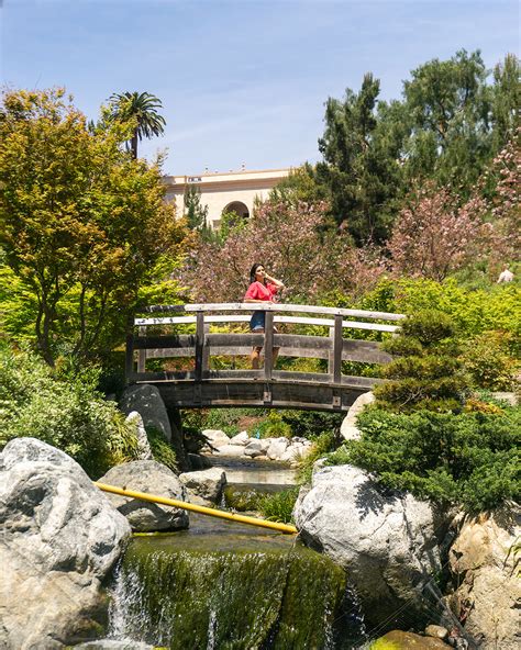 Cherry Blossoms Japanese Friendship Garden San Diego Le Wild Explorer