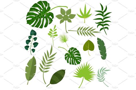 Tropical leaves palm summer exotic jungle green leaf vector illustration ~ Illustrations ...