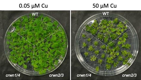 Maybe you would like to learn more about one of these? How the Architecture of the Cell Nucleus Can Change Gene ...