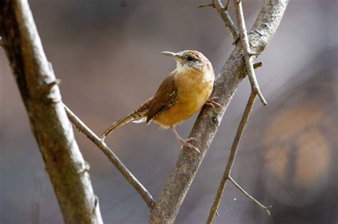 Birds In North Carolina 25 Species To Look For In The Old North State