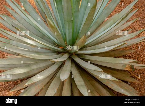 Cactus In The Sahara Desert Of Morocco North Africa Stock Photo Alamy