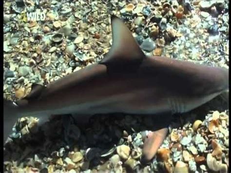 Especially when you consider that this just so happens to be a preferred area for the shark. Baby Sharks Attack Fishermen - YouTube