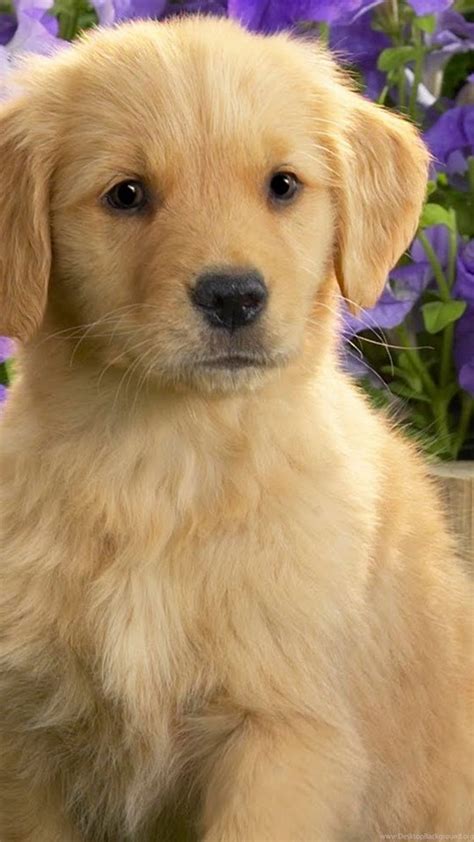 Cute Golden Retriever Puppies Wide Hd Wallpapers For