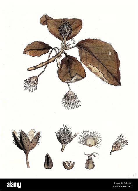 Fagus Sylvatica Botanical Illustration Cut Out Stock Images And Pictures