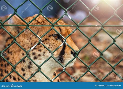 Portrait Of A Cheetah Mother Behind Green Fence In A Zoo Face Close Up