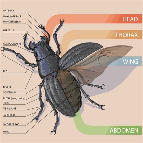 Insect Anatomy External Anatomy Of Insects With Picture And Internal Insect Anatomy