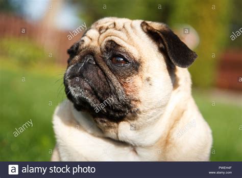Very Serious Pug Dog Looking To Someone Stock Photo Alamy