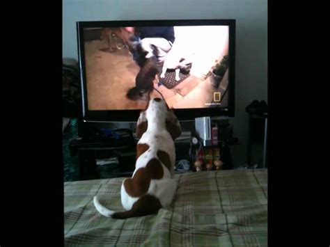My Basset Hound Watching Cesar Millan Dog Whisperer Youtube