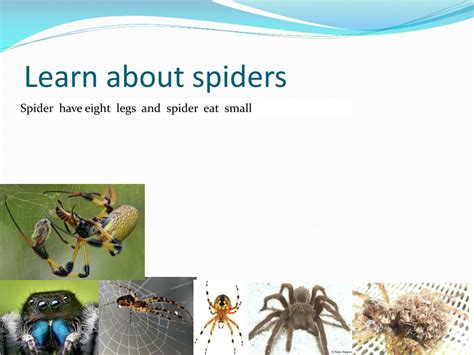 Ppt All About Spiders Powerpoint Presentation Free Download Id3502758