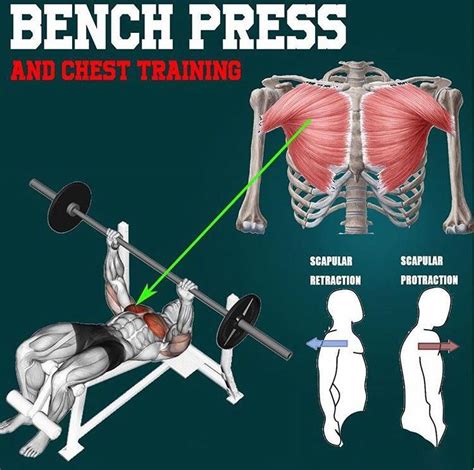 Seeking Out More About Bench Press At Home Then Read On