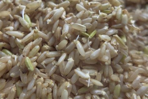 Diy How To Make Sprouted Brown Rice Culture Ist