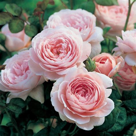 Queen Of Sweden English Shrub Rose David Austin Roses Beetham Nurseries