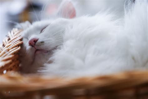 Download Sleeping Animal Cat 4k Ultra Hd Wallpaper