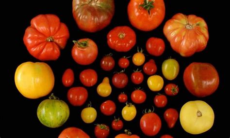 Identificados Los Genes Que Podrían Devolverle El Sabor A Los Tomates