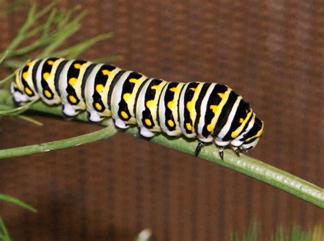 Look Out For Black Swallowtail Larvae In The Fall Herb Garden