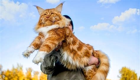 Meet Samson The Largest Cat In New York City That Weighs 30lb And Is 4