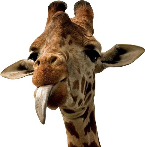 Your morning adorable giraffe calf sticks out his tongue at. 'Giraffe with Cute Tongue!' Sticker by miamulin57 ...