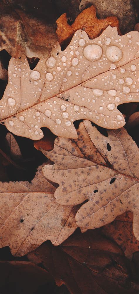 1080x2280 Autumn Withered Leaves One Plus 6huawei P20honor View 10