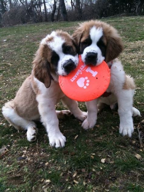 Saint bernard puppies for sale. Sometimes we both like to chew on the frisbee ;) | St bernard puppy, St bernard dogs, Bernard dog